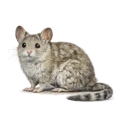 Desert Woodrat animal lesson image on AnimalDex