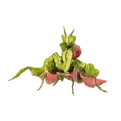 Devil's Flower Mantis (Idolomantis diabolica) featured animal image on AnimalDex