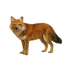 Dhole (Cuon alpinus) thumbnail image on AnimalDex