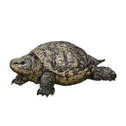 Diamondback Terrapin (Malaclemys terrapin) featured animal image on AnimalDex
