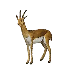Dibatag (Ammodorcas clarkei) featured animal image on AnimalDex