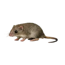 Dibbler animal lesson image on AnimalDex