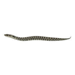 Dice Snake (Natrix tessellata) thumbnail image on AnimalDex