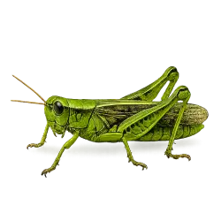 Differential Grasshopper