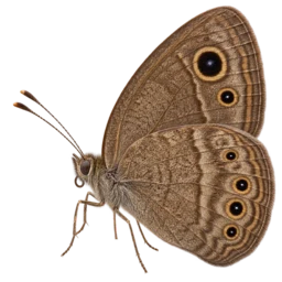 Dingy Bushbrown (Mycalesis perseus) thumbnail image on AnimalDex