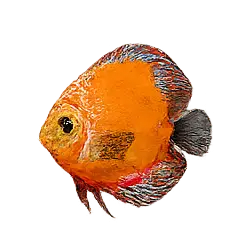 Discus Fish (Symphysodon aequifasciatus) featured animal image on AnimalDex
