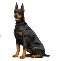 Doberman Pinscher animal lesson image on AnimalDex