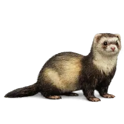 Domestic Ferret animal lesson image on AnimalDex
