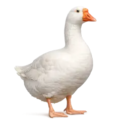 Domestic Goose (Anser anser domesticus) thumbnail image on AnimalDex