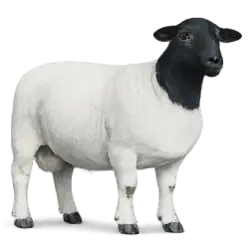 Dorper Sheep animal lesson image on AnimalDex