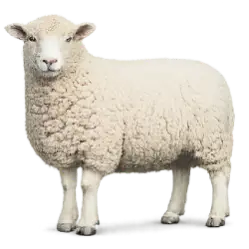 Dorset Sheep animal lesson image on AnimalDex