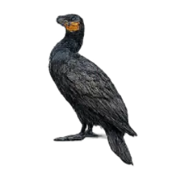 Double-crested Cormorant (Nannopterum auritum) featured animal image on AnimalDex