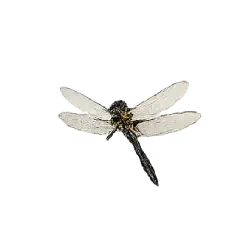 Dragonfly (Anisoptera) featured animal image on AnimalDex
