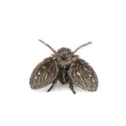 Drain Fly