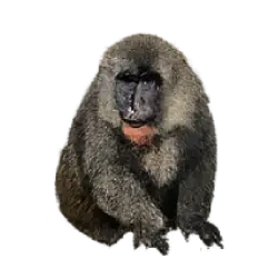 Drill (Mandrillus leucophaeus) featured animal image on AnimalDex
