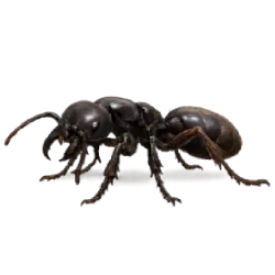 Driver Ant animal lesson on AnimalDex