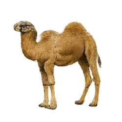 Dromedary Camel (Camelus dromedarius) thumbnail image on AnimalDex