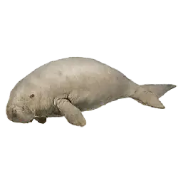 Dugong (Dugong dugon) featured animal image on AnimalDex