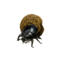 Dung Beetle (Scarabaeinae) thumbnail image on AnimalDex
