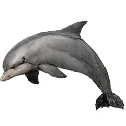 Dusky Dolphin (Lagenorhynchus obscurus) featured animal image on AnimalDex