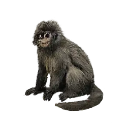 Dusky Leaf Monkey (Trachypithecus obscurus) featured animal image on AnimalDex