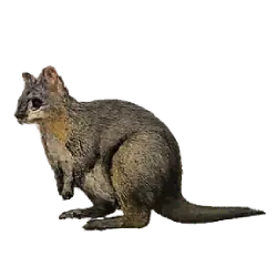 Dusky Pademelon (Thylogale brunii) featured animal image on AnimalDex