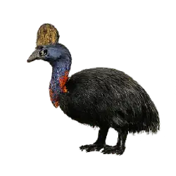 Dwarf Cassowary (Casuarius bennetti) featured animal image on AnimalDex