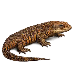 Earless Monitor Lizard (Lanthanotus borneensis) featured animal image on AnimalDex