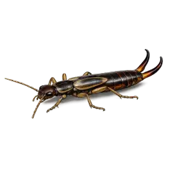 Earwig