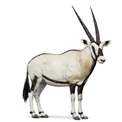 East African Oryx animal lesson image on AnimalDex