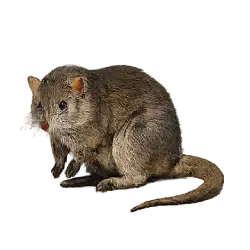 Eastern Bettong animal lesson image on AnimalDex