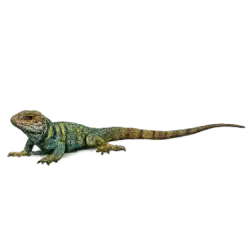 Eastern Collared Lizard animal lesson image on AnimalDex