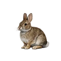 Eastern Cottontail