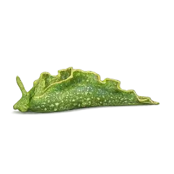 Eastern Emerald Elysia