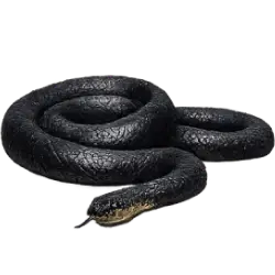 Eastern Indigo Snake (Drymarchon couperi) thumbnail image on AnimalDex