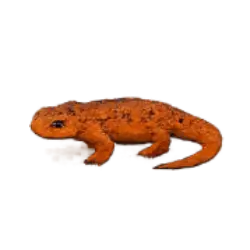 Eastern Newt (Notophthalmus viridescens) thumbnail image on AnimalDex