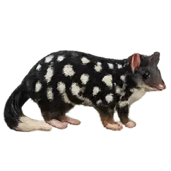 Eastern Quoll (Dasyurus viverrinus) featured animal image on AnimalDex