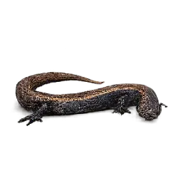 Eastern Red-backed Salamander (Plethodon cinereus) featured animal image on AnimalDex