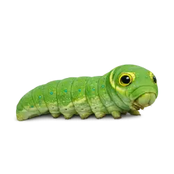 Eastern Tiger Swallowtail Caterpillar animal lesson image on AnimalDex