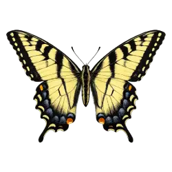 Eastern Tiger Swallowtail animal lesson image on AnimalDex