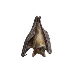 Egyptian Fruit Bat animal lesson image on AnimalDex