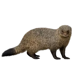 Egyptian Mongoose animal lesson on AnimalDex