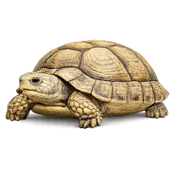 Egyptian Tortoise animal lesson image on AnimalDex