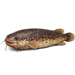 Electric Catfish (Malapterurus electricus) featured animal image on AnimalDex