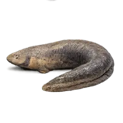 Electric Eel (Electrophorus electricus) featured animal image on AnimalDex