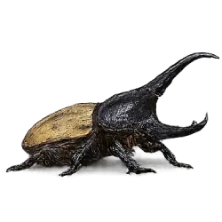 Elephant Beetle (Megasoma elephas) featured animal image on AnimalDex