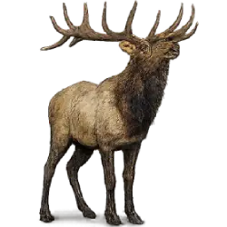 Elk (Cervus canadensis) thumbnail image on AnimalDex