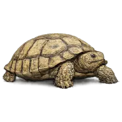 Elongated Tortoise (Indotestudo elongata) featured animal image on AnimalDex