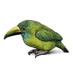 Emerald Toucanet (Aulacorhynchus prasinus) featured animal image on AnimalDex