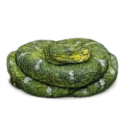 Emerald Tree Boa (Corallus caninus) thumbnail image on AnimalDex